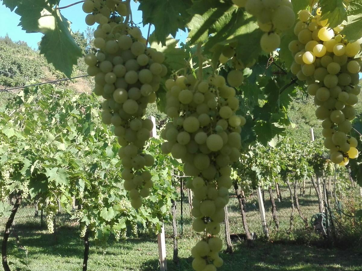 B&B Pontesello Colognola ai Colli Eksteriør billede